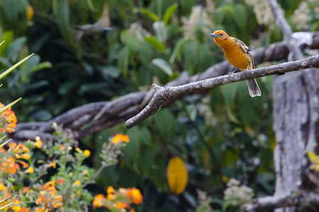Savegre Birdwatching Tour