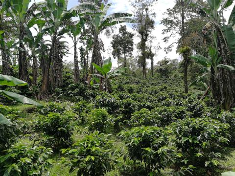 Mi Cafecito Coffee Tour