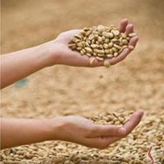 Mi Cafecito Coffee Tour Costa Rica