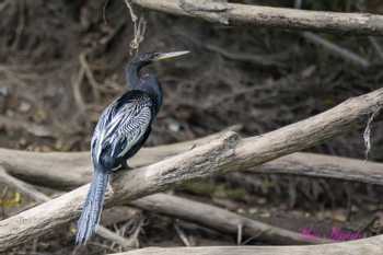 Sarapiqui River Safari Guided Tour