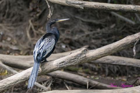 Sarapiqui River Safari Guided Tour Costa Rica