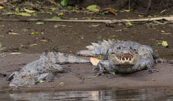 Sarapiqui River Safari Guided Tour