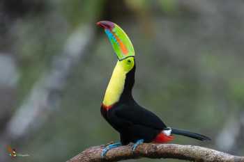 Sarapiqui River Safari Guided Tour