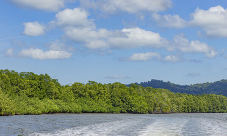 Sierpe Mangrove Tour photo 2