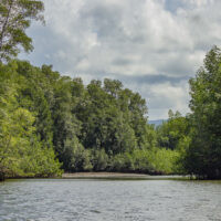Sierpe Mangrove Tour photo 3