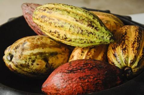 Alajuela Chocolate Tour Costa Rica