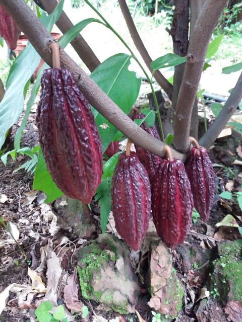 Alajuela Chocolate Tour Costa Rica