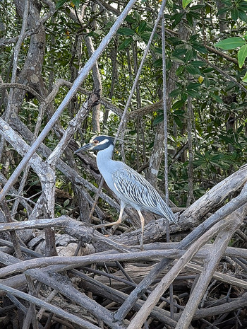 Estuary Boat Tour in Tamarindo photo 3