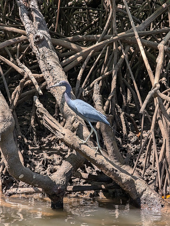 Estuary Boat Tour in Tamarindo photo 5