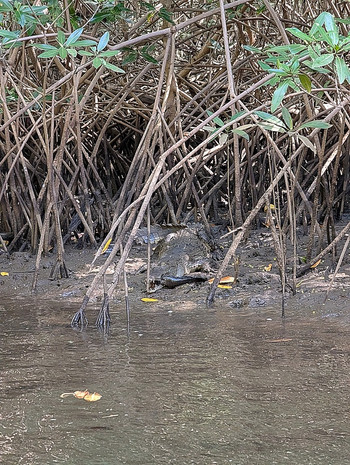 Estuary Boat Tour in Tamarindo photo 4