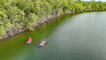 Mangrove Kayaking Tamarindo photo 5