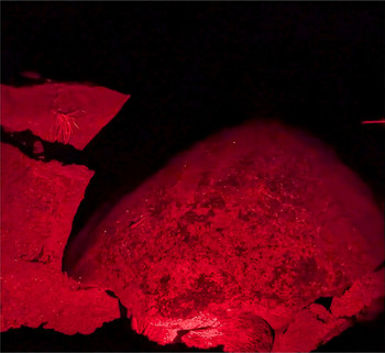 Turtle Watching Tamarindo photo 5