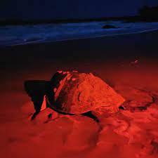 Turtle Watching Tamarindo photo 4