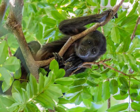 Tamarindo Costa Rica