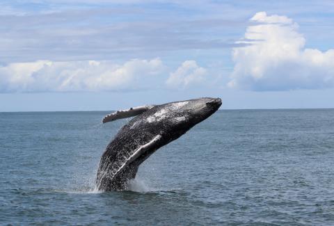 Combo Tour Bahía Aventura