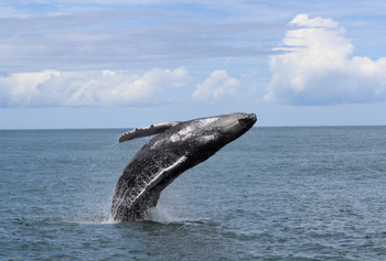 Marino Ballena Park Combination Tour (Whale - Dolphin combo Tour) 