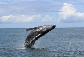 Marino Ballena Park Combination Tour (Whale - Dolphin combo Tour)