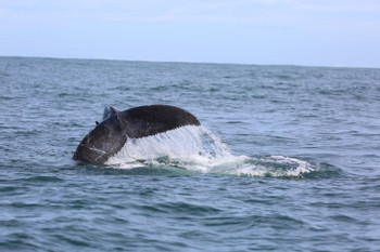 Combo Tour Bahía Aventura photo 2