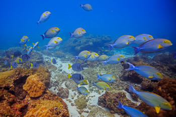 Caño Island Snorkeling