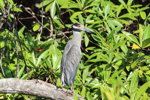 Corcovado National Park Day Tour