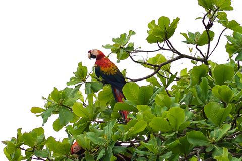 Corcovado National Park Day Tour