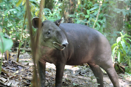 Corcovado National Park Day Tour photo 2