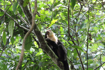 Corcovado National Park Day Tour