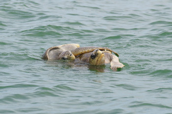 Marino Ballena Sea Kayaking Tour photo 5