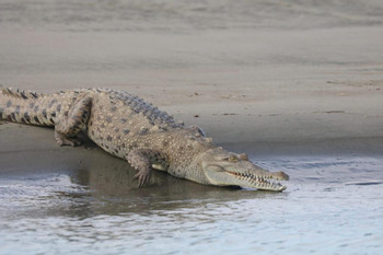 Terraba Sierpe Mangrove and Wildlife Tour photo 4