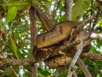Terraba Sierpe Mangrove and Wildlife Tour photo 2