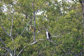 Terraba Sierpe Mangrove and Wildlife Tour photo 5