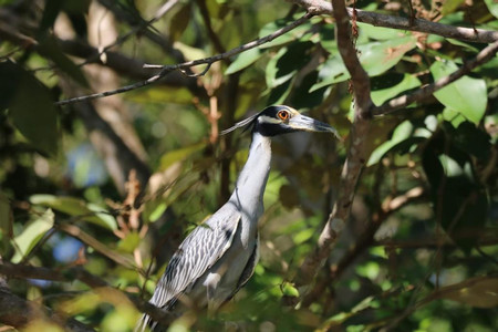 Terraba Sierpe Mangrove and Wildlife Tour photo 3
