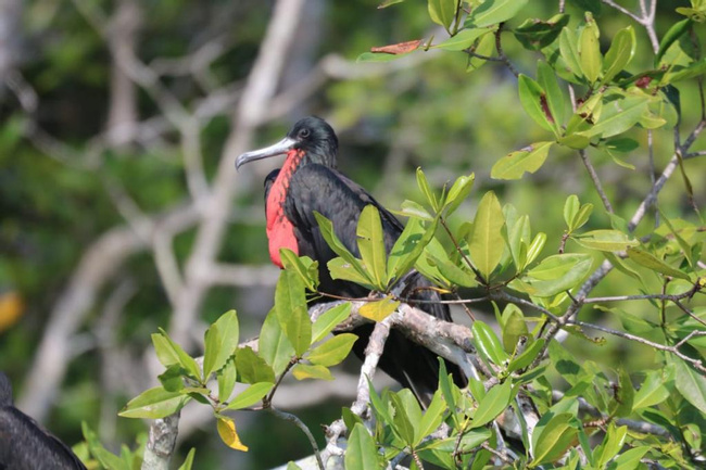Terraba Sierpe Mangrove and Wildlife Tour Photo