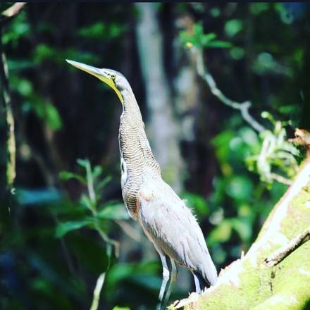 Terraba Sierpe Mangrove and Wildlife Tour, Costa Rica