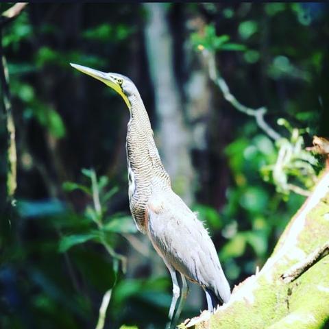 Terraba Sierpe Mangrove and Wildlife Tour