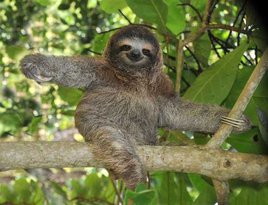 Friendcation with Wildlife and Nature, Costa Rica