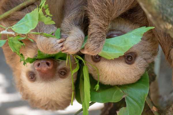 Aniversario con la Familia por 7 Días en Costa Rica, Costa Rica