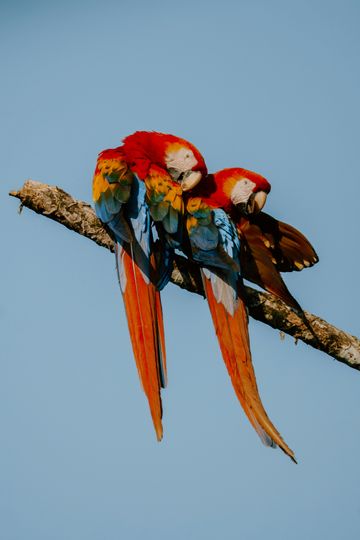 Dream Honeymoon Adventure in Costa Rica