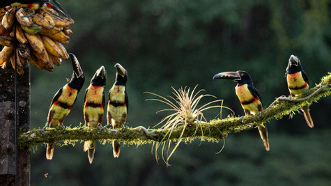 Adventure Through Costa Rica's Wilds