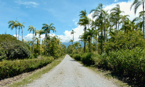 On the Road to Pura Vida