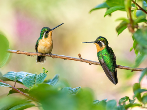 Honeymoon Through Costa Rica’s Wild Heart