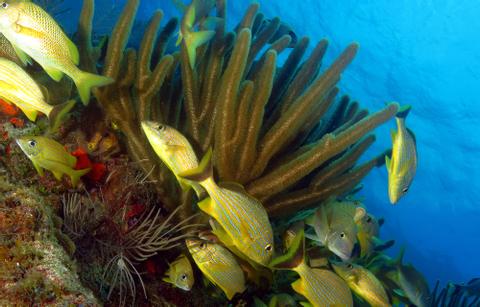 Diving at Coral Beach Cuba