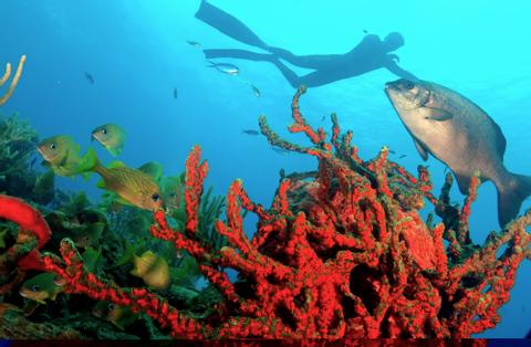 Diving at Coral Beach