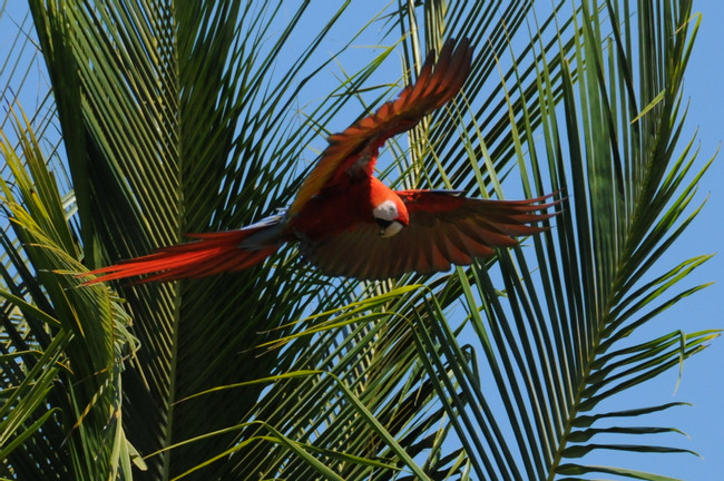 Corcovado