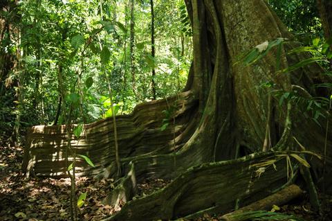 Corcovado Costa Rica