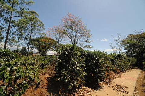 Naranjo Costa Rica