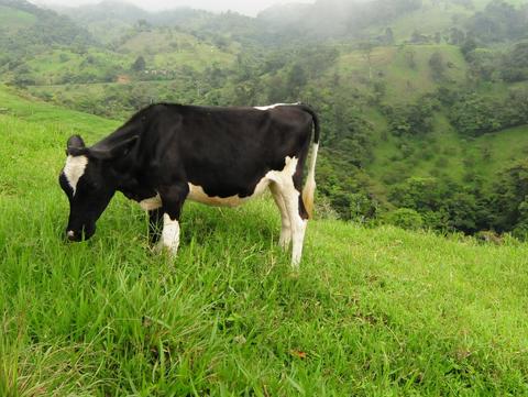 Naranjo Costa Rica