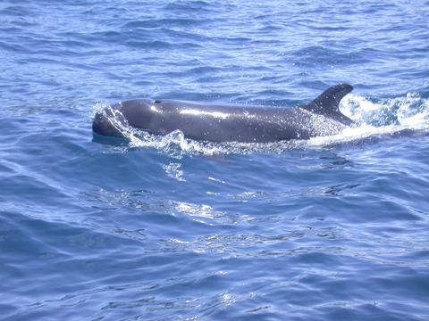 Golfo de Santa Elena Costa Rica