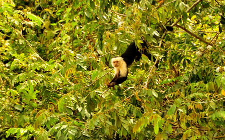 Caño Negro photo 2