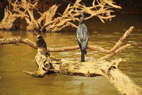 Caño Negro Costa Rica